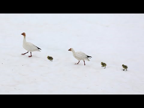 Snow geese: start of the journey