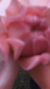 Tutorial tanam pokok bunga kantan cara Sadam part 1 (LITE version) | Sadam Arffain