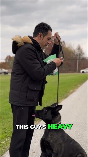 Dog Training: Perfecting the Sit Stay Command! #shorts