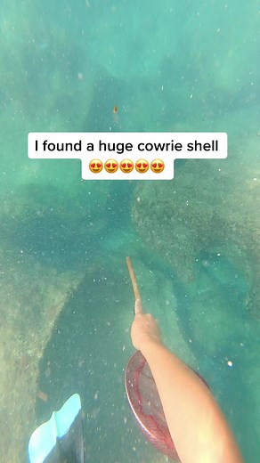 Huge Cowrie Shell Discovery in Hawaii