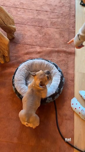 16K views · 18 reactions | Emmett will do whatever it takes to get his @solidgoldpets treats 藍 it’s a win win because he loves the taste and it supports gut health! #ad | Good Boy Emmett | Facebook