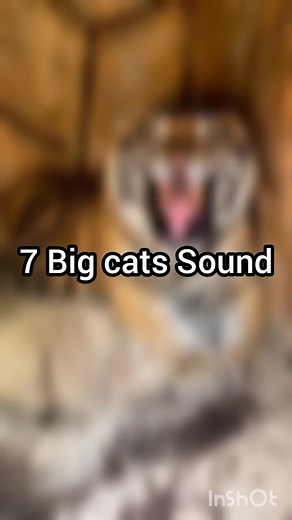 All 7 big cat species sounds #cat #catsoftiktok #nature #tiger #lion #jaguar