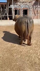 1.5M views · 44K reactions | #cow #dairyfarm #dairy_farming #modern_dairy_farming #modern_agriculture #agricultural_machines #amazing_technology #advance_technology #modern_technolog | cow tv | Facebook