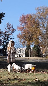 1.2K views · 285 reactions | . English Labrador puppies are irresistible! We made so many friends during this photo shoot ~Enjoy . #englishlabrador #labbreeder #whiteenglishlab #labrador #fyp #englishlab #whitelab #labradorphotography #lablove #universityofarkansas #chrismas | Hickory Bluff Labradors LLC | Facebook