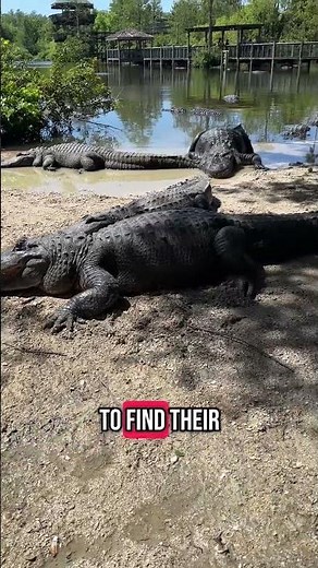 MATING SZN: Keep your distance from alligators.