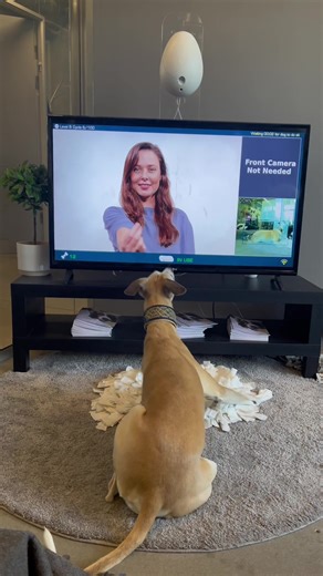 The Go Dogo is Leo’s go-to enrichment game! 4 years of testing and playing and he still loves it 🥰 #gamesfordogs #enrichment #fordogs #dogsoftiktok #tiktokproducts