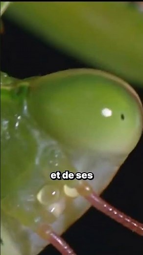 La mante religieuse - Contre Nature #animaux
