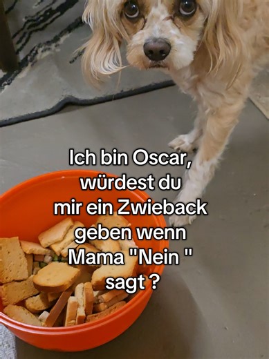 Oscar the Adorable Dog: Will You Share a Biscuit?