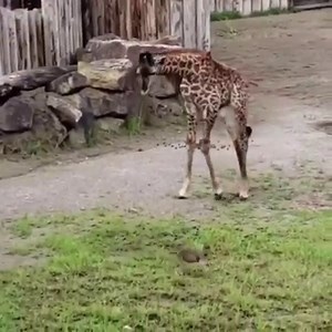 23K views · 614 reactions | We promise this is the cutest thing you'll see all day ❤️ New baby giraffe Fennessy and his bestie hop to it! (: Cincinnati Zoo & Botanical Garden) | Enquirer - Cincinnati and Kentucky | Facebook