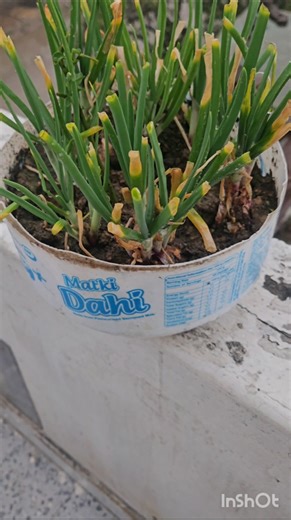 After Rain 🌧️ My Terrace Garden Condition | Good or Not? | Terrace Gardening India 🌱