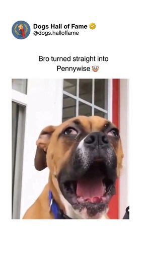 Dogs • Cute Dogs • Dog Videos on Instagram: "The absolutely terrifying yet hilarious moment a dog accidentally or intentionally transforms into Pennywise the clown creating nightmare fuel that's somehow adorable. Whether it's a dog emerging from shadows with glowing eyes, holding random objects in their mouth resembling balloons, appearing suddenly in doorways with creepy timing, or just possessing that unsettling stare that channels pure horror movie energy, every clip showcases canine horror c