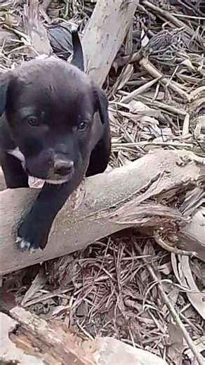 sochata hu logo se english @aditya kumar 🤣🤣🤣🤣