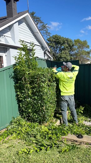 Hedge Trimming ✂️ Overgrown hedges making your garden look messy? Let David’s Mowing Sydney NSW shape your hedges to perfection! ✅ Neat, even cuts ✅ Perfect shapes & clean edges ✅ Fast, reliable, and affordable service Keep your garden looking sharp and beautiful all year round. 📞 Call David’s Mowing Sydney NSW today for expert hedge trimming! #DavidsMowingSydney #hedgetrimming #gardening #milwaukee #sydney #usa #beforeandafter #love #gym #design | David's Mowing Sydney NSW
