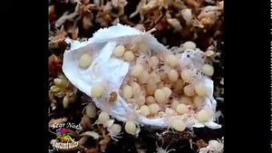 Chaetopelma olivaceum (Middle East Gold Tarantula) COMING SOON! SIGN UP FOR AN EMAIL ALERT! https://fearnottarantulas.com/products/chaetopelma-olivaceum-tarantula-for-sale | Fear Not Tarantulas, Inc