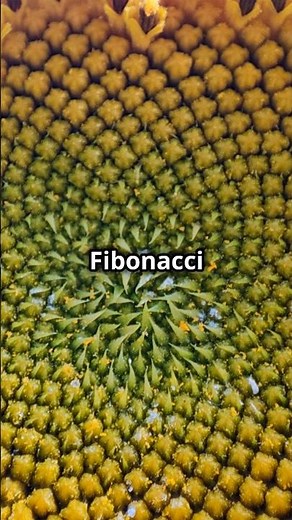 The Magic of Fibonacci in Nature