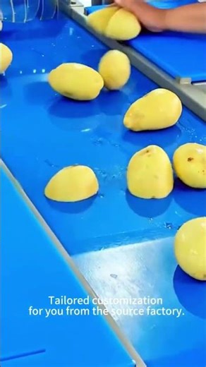 Vegetable Washing and Processing Line