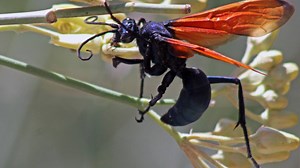 Bitten by a tarantula hawk? Just ‘lie down and scream' biologist says