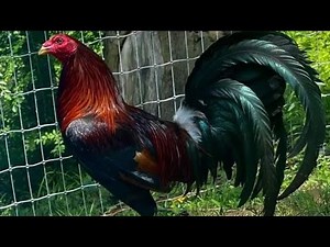 ALL ABOUT MCLEAN HATCH | MY PASSION HISTORY