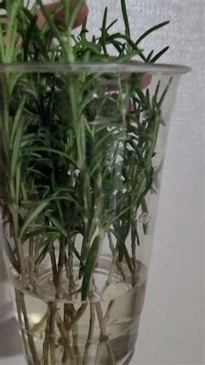 로즈마리 며칠 후에 뿌리가 날까 수경 재배 뿌리 내리기 물꽂이 1일차 영상