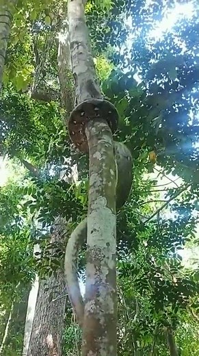 Giant Python Caught Climbing Tree—Shocking Footage! Python Scales Tree Like a Ninja!