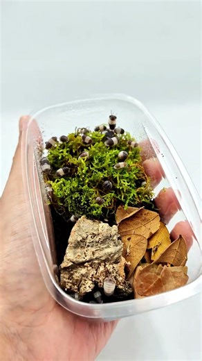 the tiniest isopod terrarium