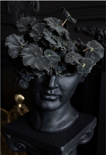 Caring for Black Mamba Begonia Rex in Bright Light