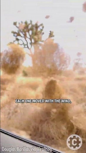 Lake LA’s Spinning Tumbleweed Spectacle