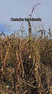 Terminando de cosechar, queda el puro rastrojo para las vacas 🤠 🐄 🐂 🌽 #reelsviralシ #TierraCalienteMichoacán #cosecha #pishca #TierraCaliente #reelschallenge #reelsvideoシ #fblifestyle | Tierra Caliente Guerrero Blogs