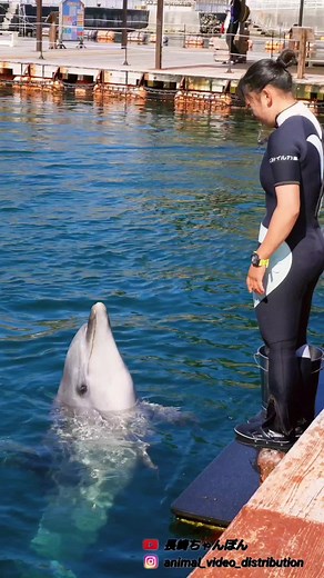 イルカ好きは一回行ってほしい ☆つくみイルカ島☆ うみたま体験パーク「つくみイルカ島」は、イルカと人間の「ふれあい・癒し」をテーマにした体験型施設。 うみたまごと津久見市のコラボレーションにより誕生し、自然の海に多くのイルカたちが暮らしています。 パフォーマンスを楽しんだり、ふれあい体験プログラムに挑戦したり、餌をあげたりできる「つくみイルカ島」は、イルカと遊びつくせるオーシャンリゾート。(HP引用) ○ホームページ https://www.tsukumi-irukajima.jp/ ○アドレス 大分県津久見市大字四浦2218番地10 #つくみイルカ島 #うみたまご #水族館 #aquarium #イルカ #dolphin #イルカショー #大分 #津久見