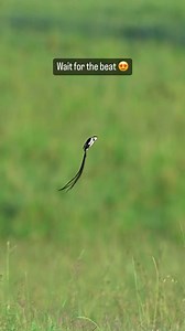 310K views · 1.3K reactions | Synchronised flutters ❤️ #varunaditya #varunadityaphotography #reelsinstagram #reels #réel #reel #naturephotography #naturelovers #nature #naturelover #wildlifephotography #wild #wildlife #wildlifephotographer #animal #animallovers #animallover #photography #photographers | Varun Aditya Photography | Facebook