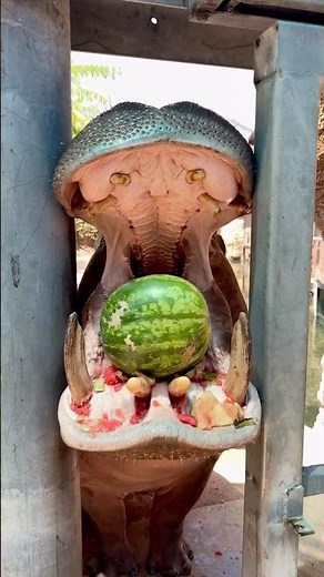 That Crunch Was Too Satisfying 🍉🦛