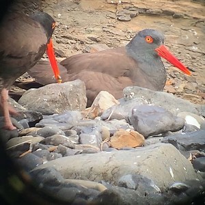 5.4K views · 200 reactions | On their second attempt & several weeks of waiting the black oystercatchers have a chick. First sighted by last Sunday’s crew, so far there is one confirmed hatchling. #blackoystercatcher #haystackrock #hraprocks #cannonbeach | Haystack Rock Awareness Program | Facebook