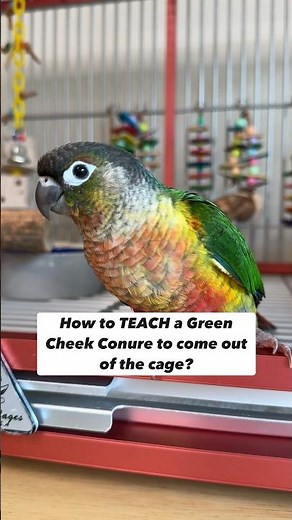 How to Teach a Green Cheek Conure to come out of the cage and go back in #parrot #bird
