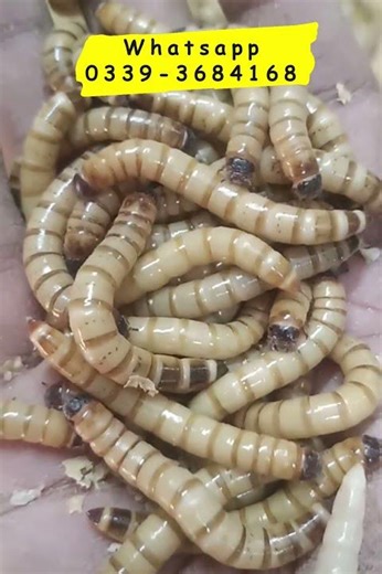 The Best Superworm Food for Fast Growth! 🌱🐛”