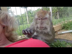 Love Taps and Macaque Slaps by Bugs Bullock