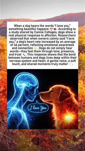 How Loving Words Affect a Dog’s Heart | Science Behind Human–Dog Bond