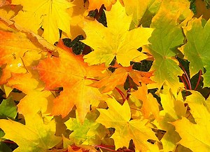 Thanksgiving Word Search - Marias Place