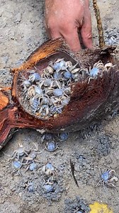 A lot of army crabs inside the coconut🦀🥥😱 | Ana Gabon Mendoza