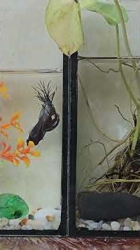 The Wild Bettas : Life of Wild Bettas