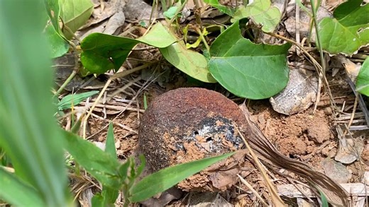 Lagos Food Bank on Instagram: "Food waste is a pressing challenge in Nigeria, where substantial amounts of fresh produce are lost due to logistical bottlenecks and inadequate storage solutions. To combat this, Lagos Food Bank’s @agricoveryprogram actively rescues surplus produce directly from farms and markets before it goes to waste. By channeling these fresh, nutritious items to vulnerable families, we not only reduce food waste but also enhance food security for those most in need, creating a