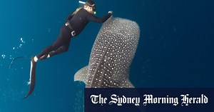 Tim Winton on coming face to face with a dugong – and finding a kindred spirit
