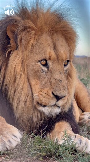 FELIDAE CENTRE on Instagram: "🦁 Valentino Reminding Us Who He Is 🦁 In this close-up, Valentino is not being “angry” he’s being a lion. As the dominant male of his pride, part of his job is protecting his territory and the females. Today he gave us a strong warning not to come any closer… and we listened. This is natural lion behavior. It’s not aggression born from hate or danger it’s instinct, responsibility, and the power that keeps a pride safe in the wild. Working with wildlife is a privile