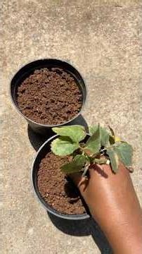 Easy way to grow roses from cutting & propagation #shortvideo #gardening #rose #plant