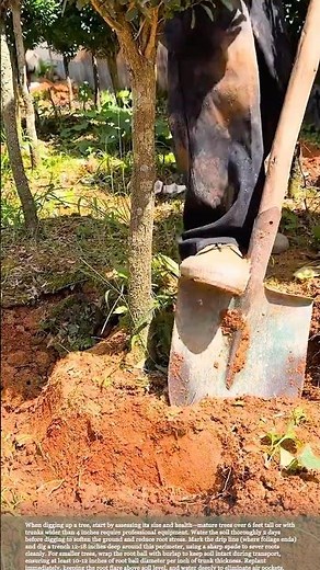Digging trees #smartfarming #gardeningtips #farmingtips