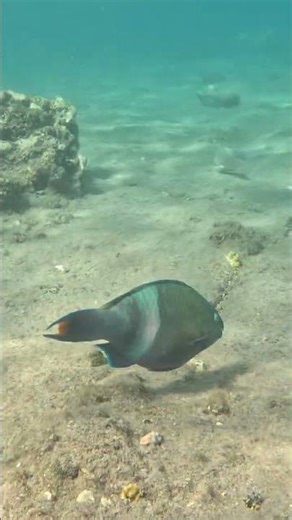 Blue Parrotfish Feeding Among Friends 🐠🖲️🏝️
