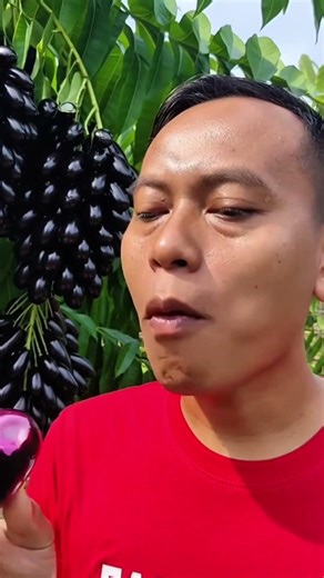 Sweet & Sour Java Plum Harvest in the Village