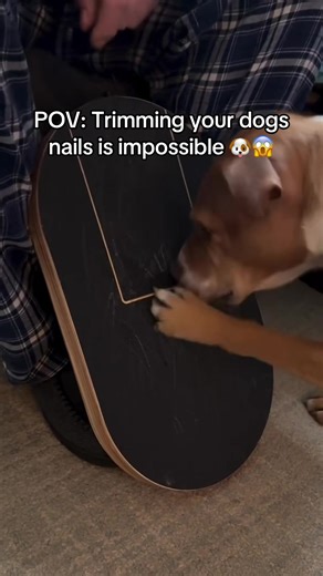 This is soo amazing for your dog🐶😱#dogs #pets