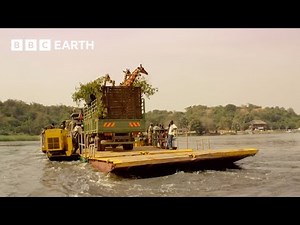 Giraffes Cross the Nile on a Boat | Africa's Gentle Giants | BBC Earth Kids