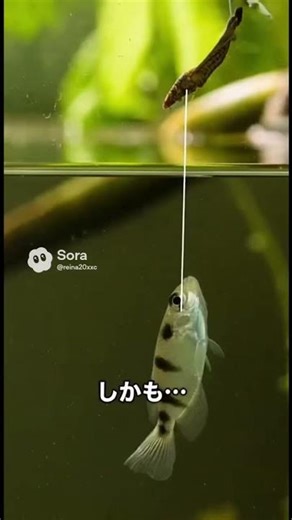 魚なのにスナイパー。狩りが“技術職”。#動物雑学 #アーチャーフィッシュ #狩り