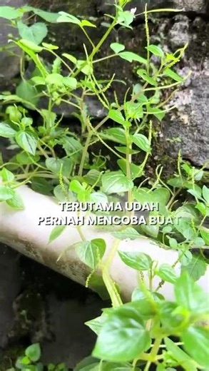 manfaat sirih cina !🌱#tanaman #tanamahias #berkebun #berkebunorganik #caramerawattanaman